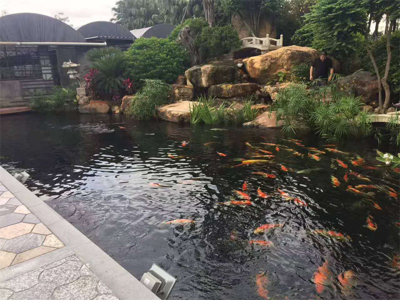 苏州锦鲤鱼池