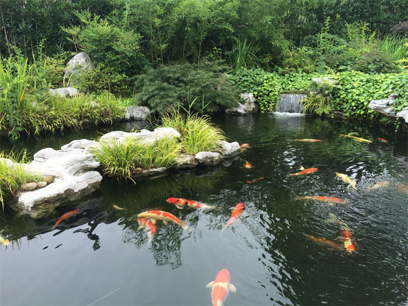 苏州锦鲤鱼池