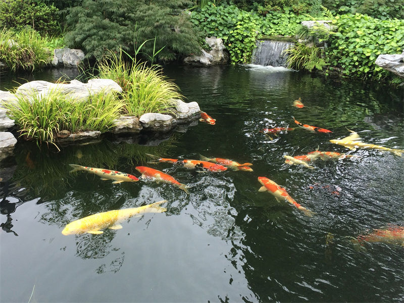 苏州锦鲤鱼池